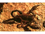 Scorpions usually live under stones where they wait for prey.